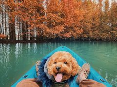 -上海海湾国家森林公园