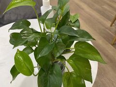 -Dr.Z dental仁康种植矫正中心