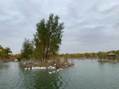 -金塔沙漠胡杨林景区