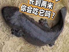 -簋街仔仔小龙虾(簋街二店)