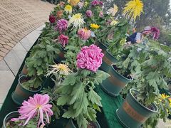 -南山植物园