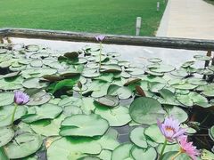 -三亚海棠湾万丽度假酒店