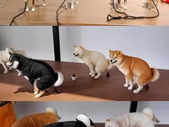 -柴务处·柴犬主题狗咖