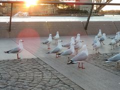 -悉尼歌剧院
