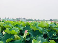 -梁鸿国家湿地公园