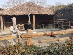 -上海野生动物园