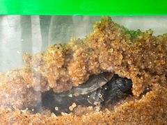 -青石桥花鸟鱼虫市场(叠翠城店)