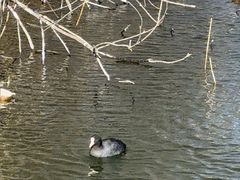 -井之头恩赐公园