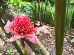 -中国科学院西双版纳热带植物园