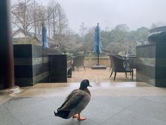 上岸的小鸭子-杭州西子湖四季酒店·金沙厅