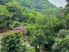 -佛山市三水区大南山森林公园
