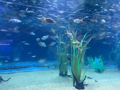 -芜湖新华联大白鲸海洋公园