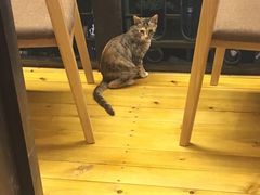 -猫的天空之城概念书店(杭州南宋御街店)