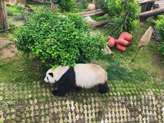 -青藏高原野生动物园