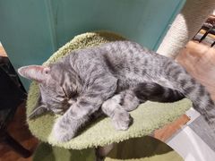 -猫小院猫主题餐厅(三里屯店)