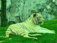 -北京野生动物园