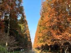 -东平国家森林公园