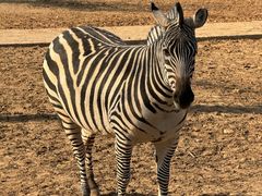 -石家庄市动物园