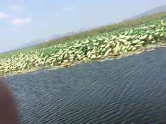 -微山湖红荷湿地景区