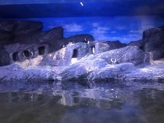 -暹罗海洋世界