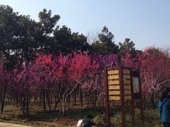 -洛阳市隋唐城遗址植物园