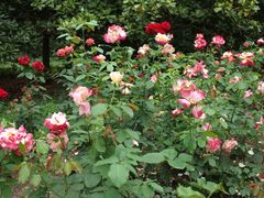 -上海共青森林公园