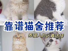 -lincat·猫舍(广州店)