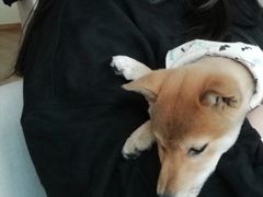 -柴犬小屋·柴餐厅·狗咖食堂(金鼎广场店)