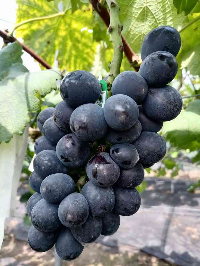 吴小平葡萄-"前一阵家里面说想去摘葡萄,找了周边的几个.