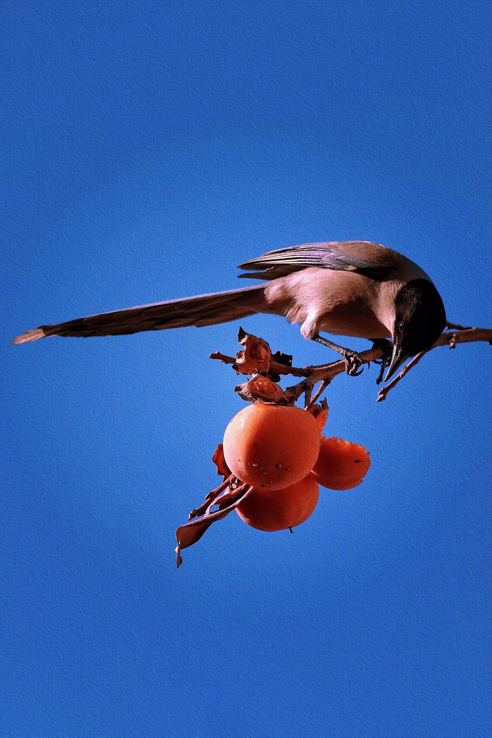 城市小动物观察员|公园里的"报喜鸟"