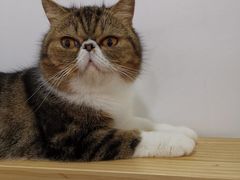 -李小姐の猫咖啡馆(五角场店)