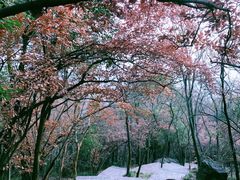 -紫金山山顶公园