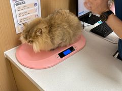 -瑞派康怡24h宠物医院·犬猫医疗中心·微创绝育(瑞景分院)