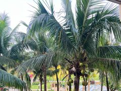 -海南清水湾莱佛士酒店