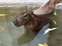 -廊坊固安福朋喜来登酒店