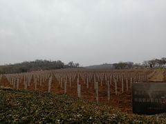 -北京张裕爱斐堡酒庄