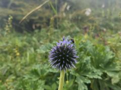 -白草畔自然风景区