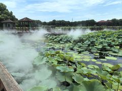 -荷塘月色湿地公园·向阳花洲