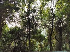 -梧桐山风景名胜区