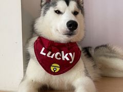 -Husky Go! 哈士奇体验馆·宠物咖啡厅狗咖