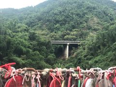 -西双版纳原始森林公园