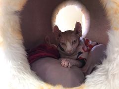 -藏猫猫咖啡主题馆(中央大道店)