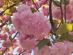 -高东镇樱花园