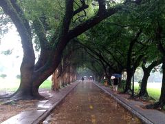 -中山大学学者灵芝(园南路店)