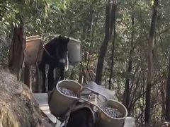 -峨眉山风景名胜区