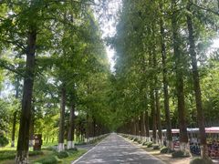 -黄海国家森林公园