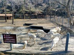 -沈阳森林动物园