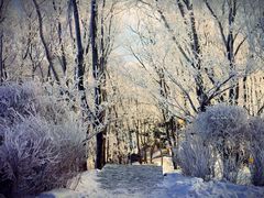 -中旅松花湖滑雪场