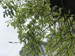 -雷祖芳老妈蹄花店