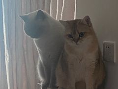 -猫大福·Fortune Cat猫舍(百子湾店)